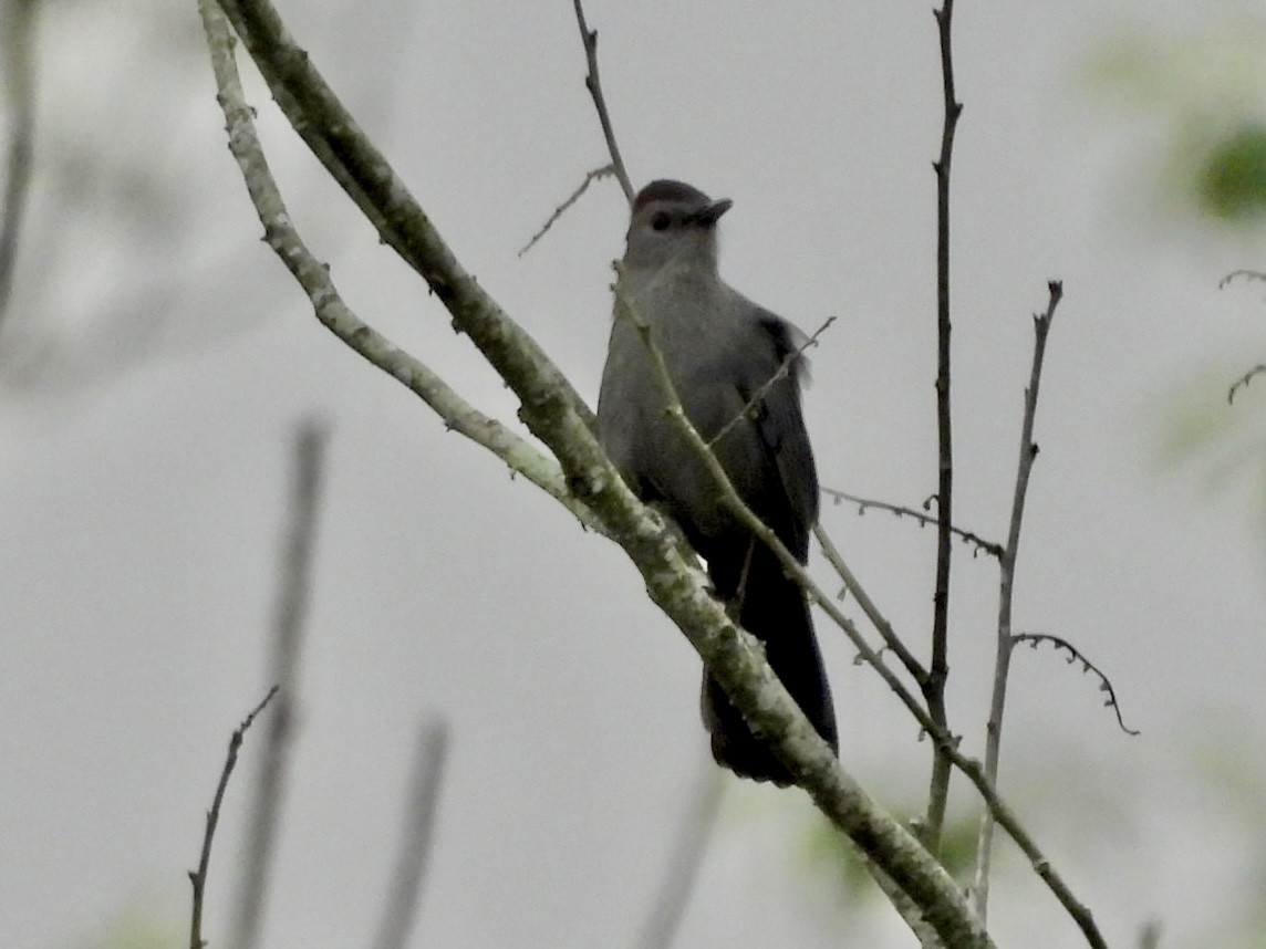 Gray Catbird - ML635936624