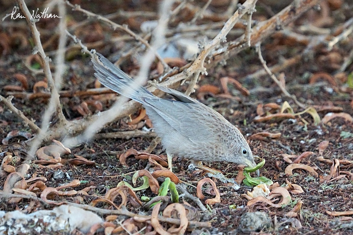 Arabian Babbler - ML635936743