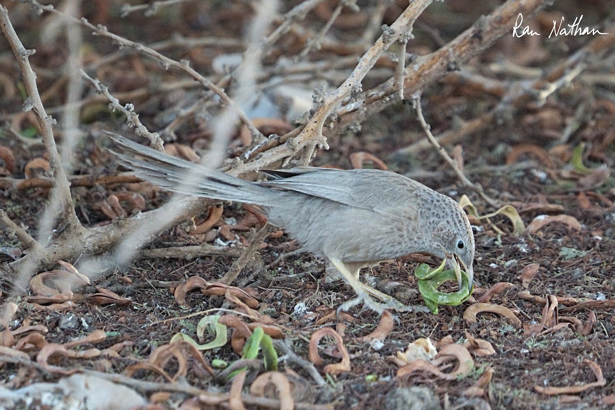 Arabian Babbler - ML635936745