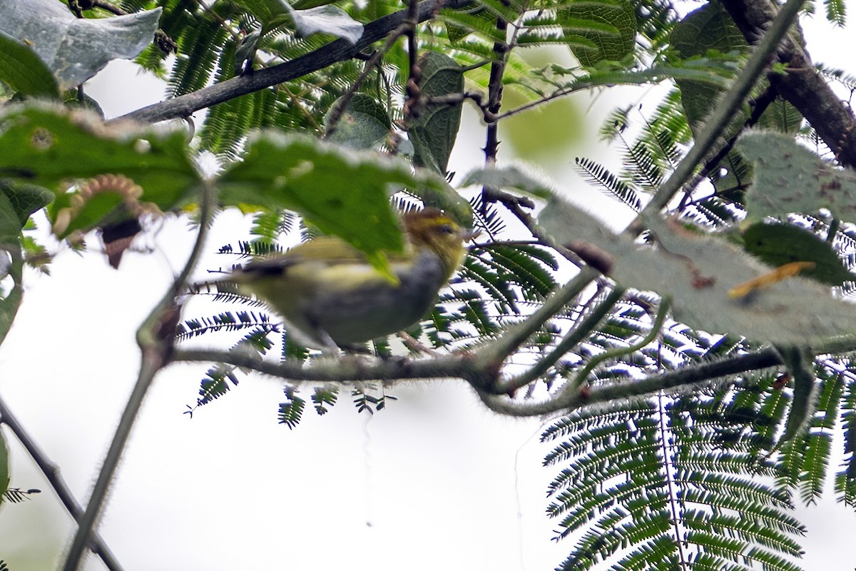 Yellow-throated Woodland-Warbler - ML635936805