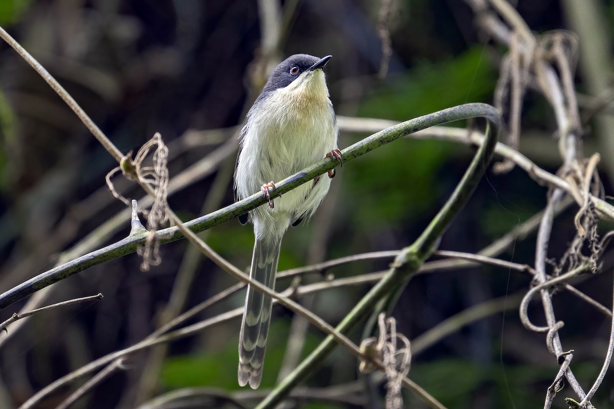 Black-headed Apalis - ML635936811
