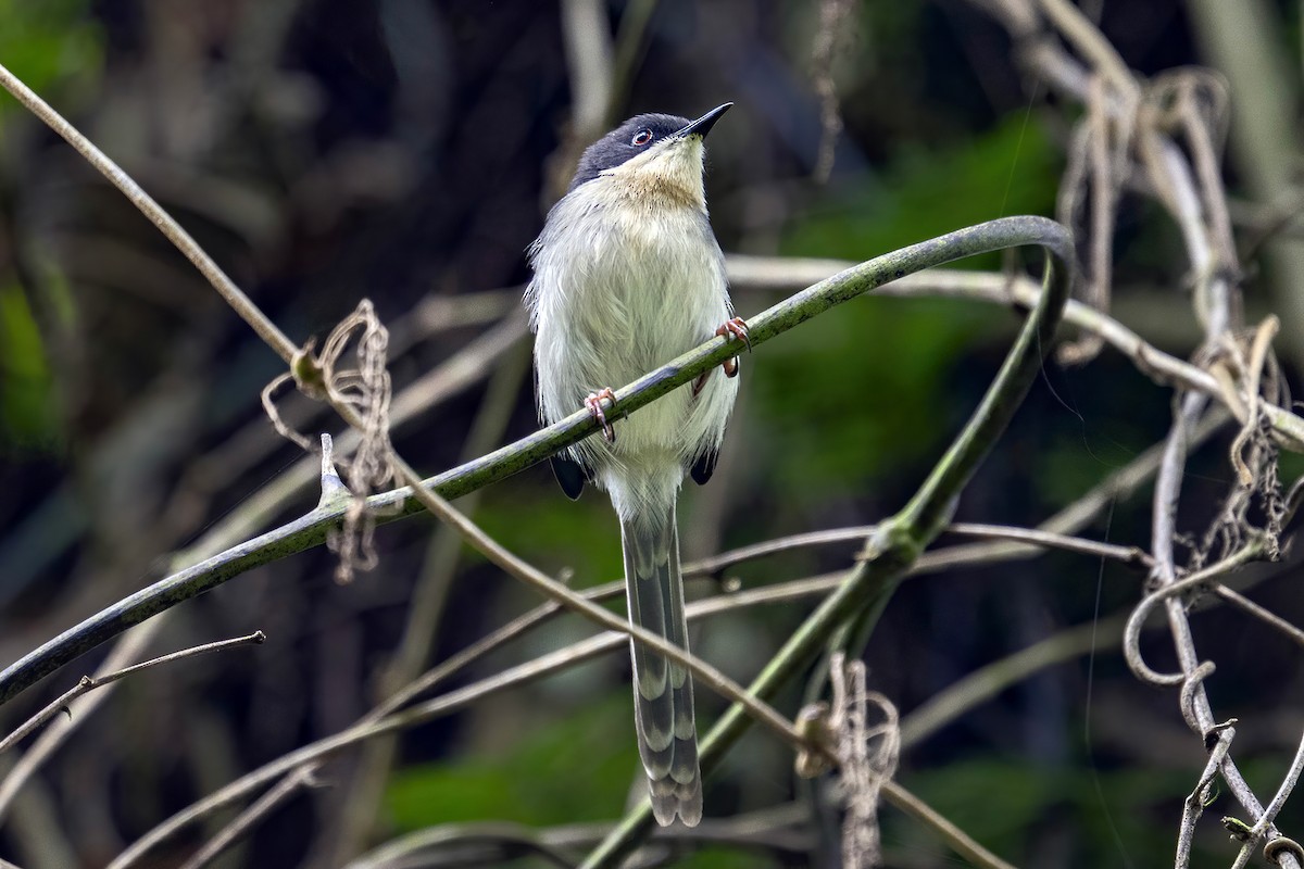 Black-headed Apalis - ML635936812
