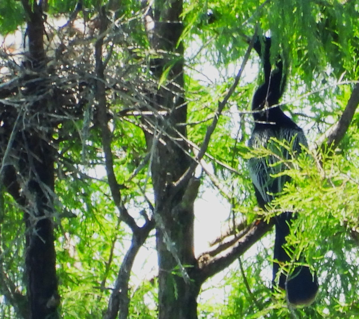 Anhinga d'Amérique - ML635936817