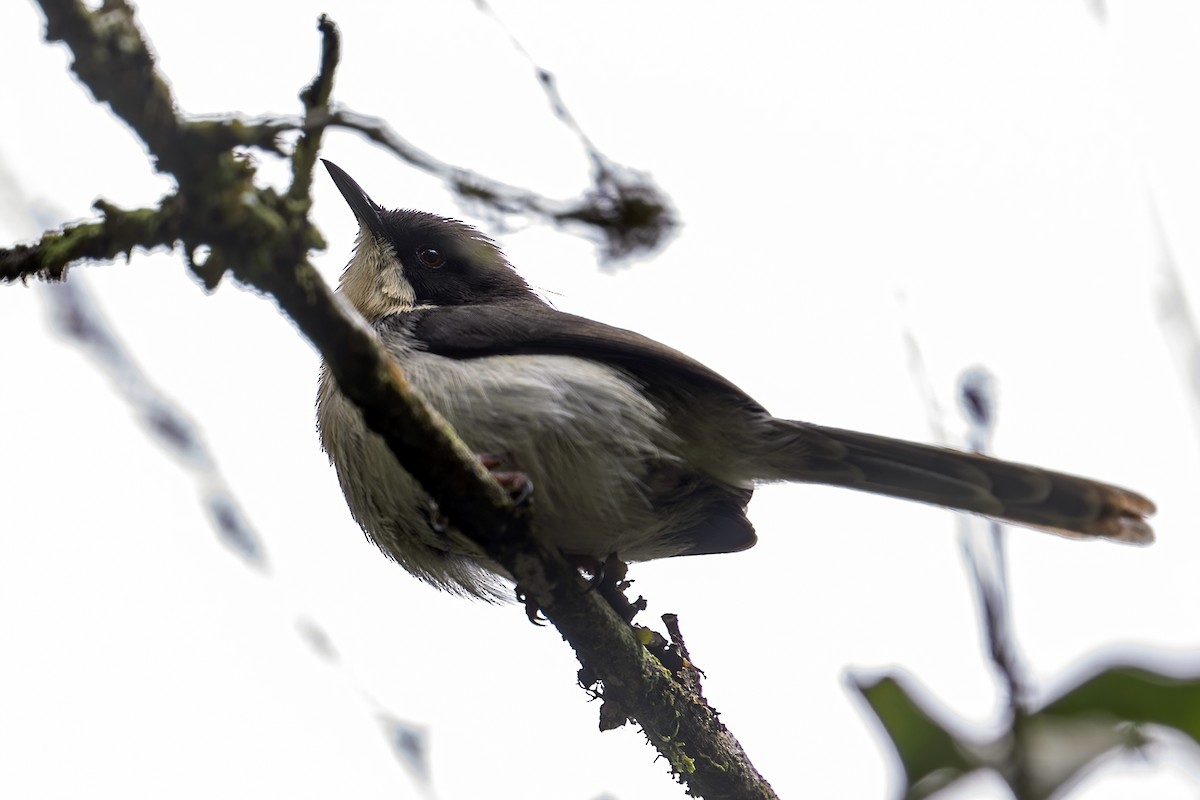 Black-headed Apalis - ML635936822