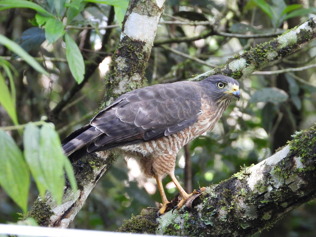 Roadside Hawk (Southern) - ML635936912