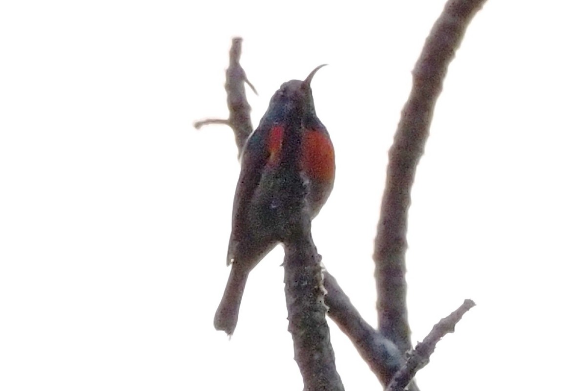 Greater Double-collared Sunbird - ML635936958