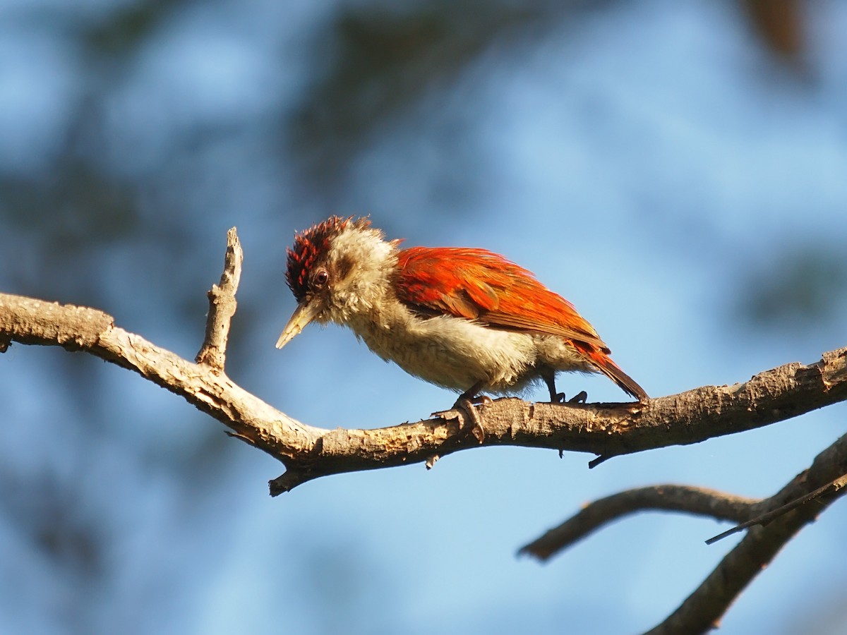 Scarlet-backed Woodpecker - ML635936995