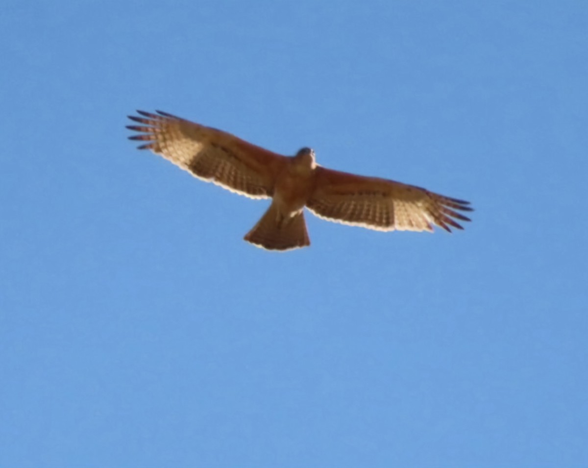 African Hawk-Eagle - ML635937229