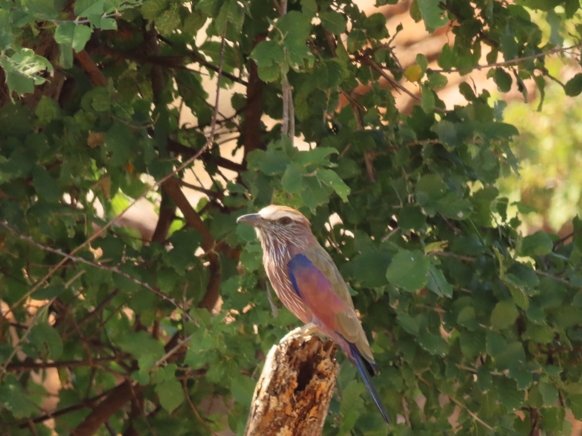 Purple Roller - ML635937245