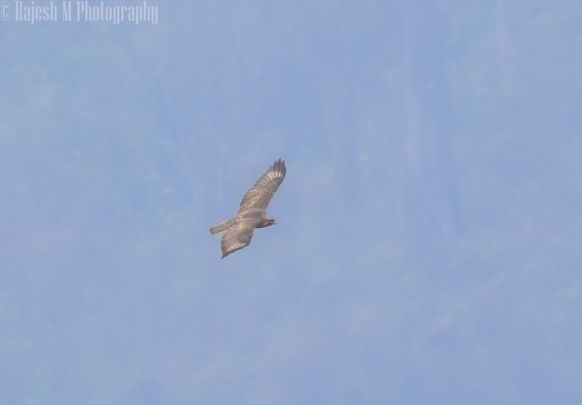 Himalayan Buzzard - ML635937263