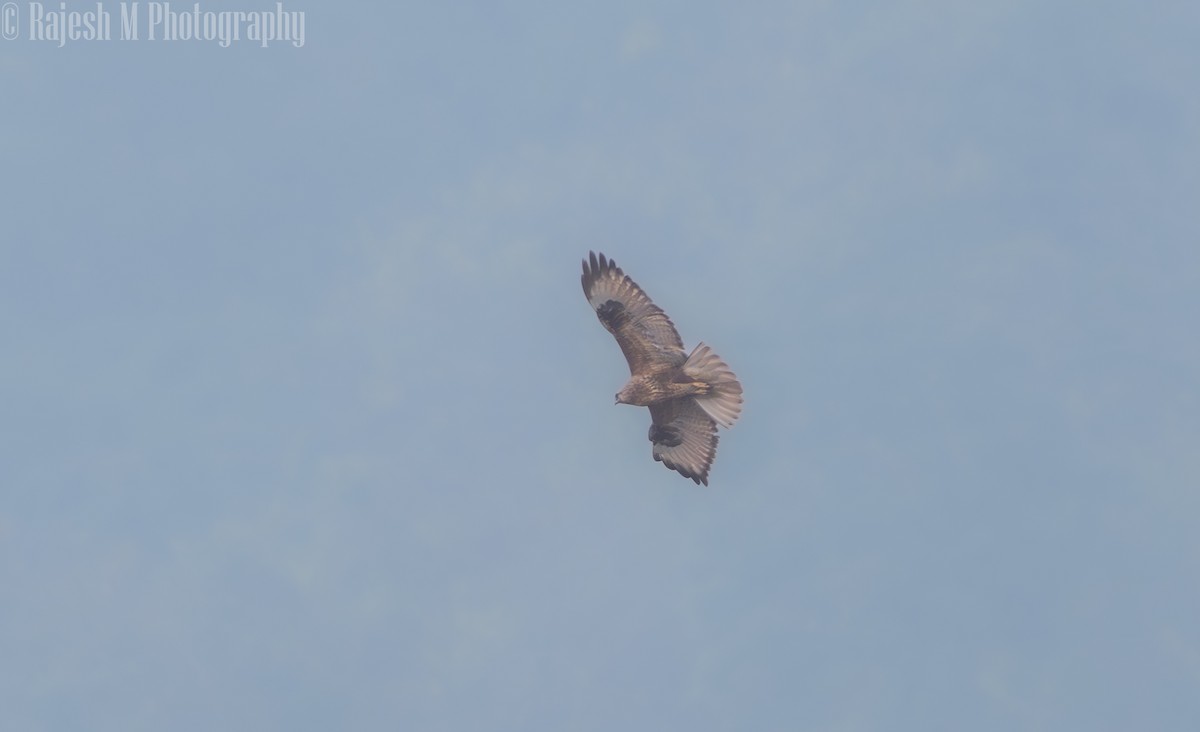 Himalayan Buzzard - ML635937264