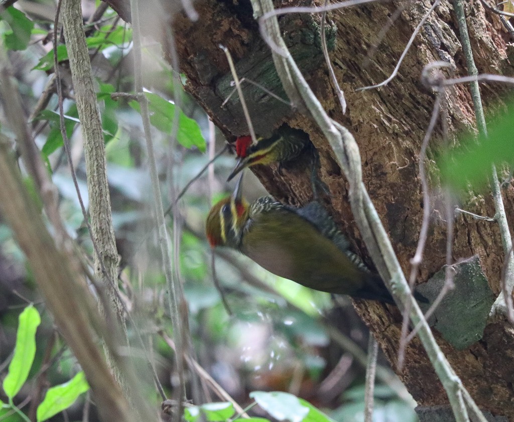 White-browed Woodpecker - ML635937509
