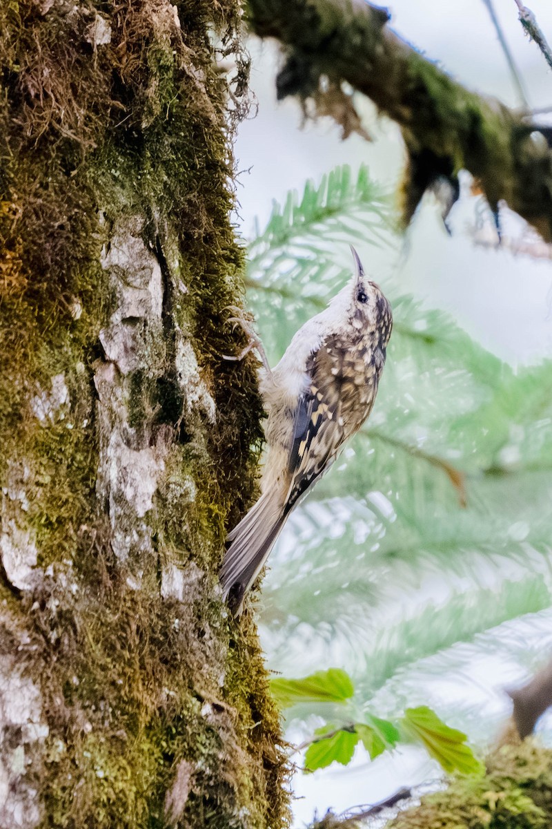 Sichuan Treecreeper - ML635937548