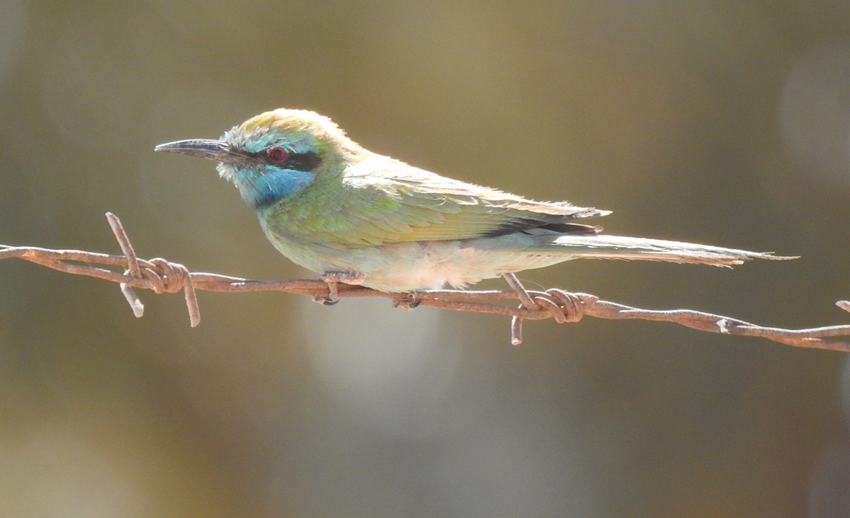Arabian Green Bee-eater - ML635937607