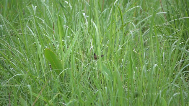 Indian Grassbird - ML635937704