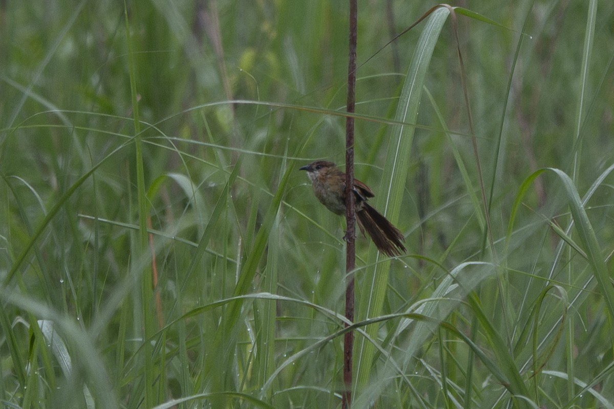 Slender-billed Babbler - ML635937893
