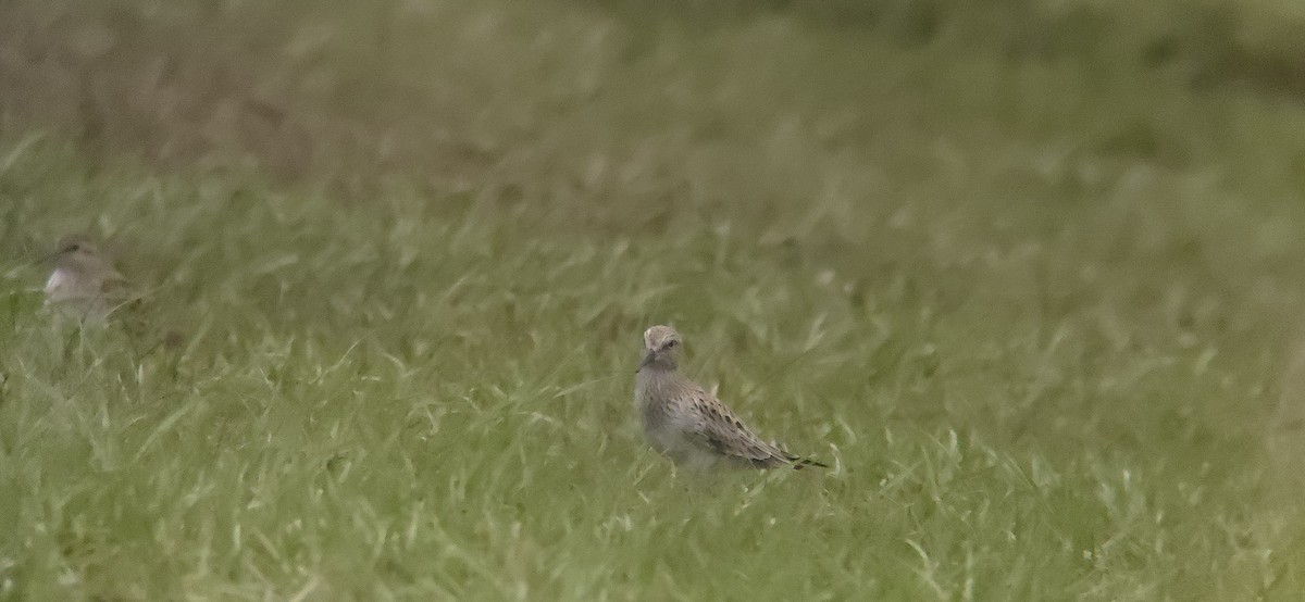 White-rumped Sandpiper - ML635937912