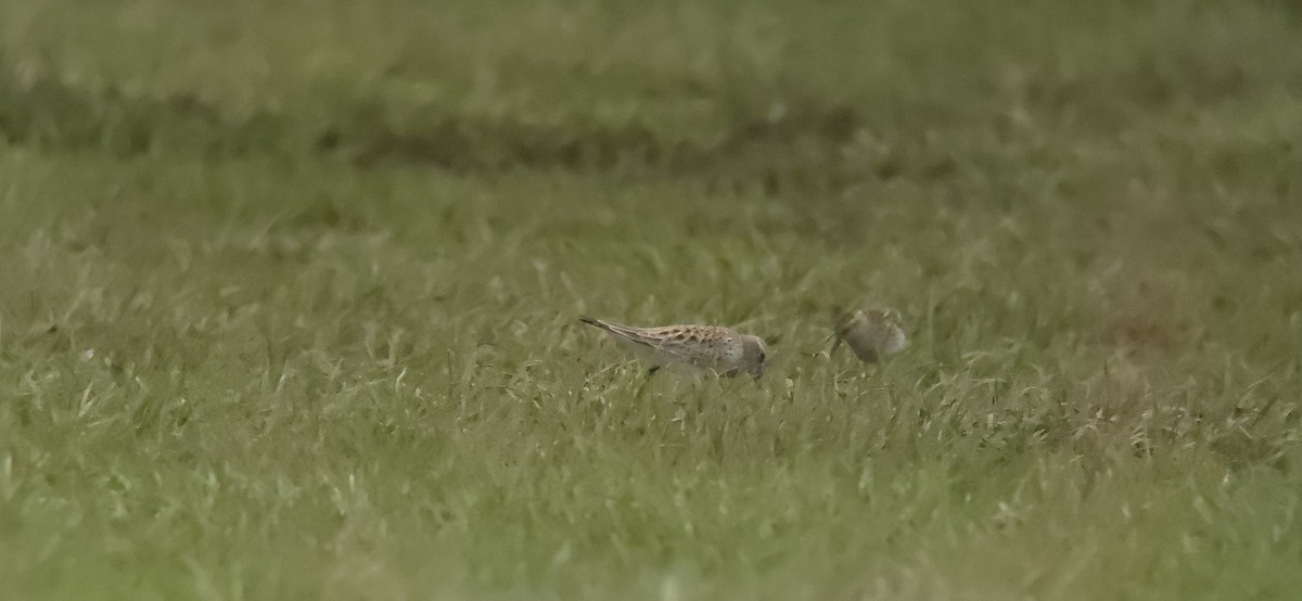White-rumped Sandpiper - ML635937921