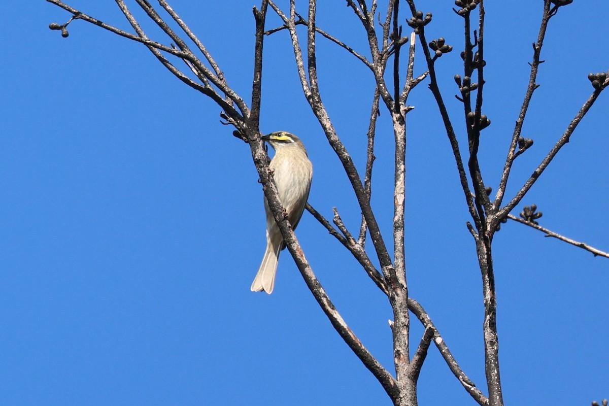 Yellow-faced Honeyeater - ML635937937