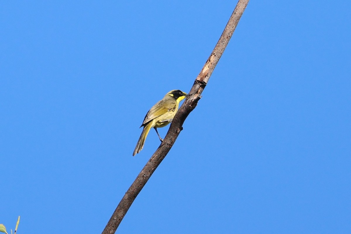 Yellow-tufted Honeyeater - ML635937944