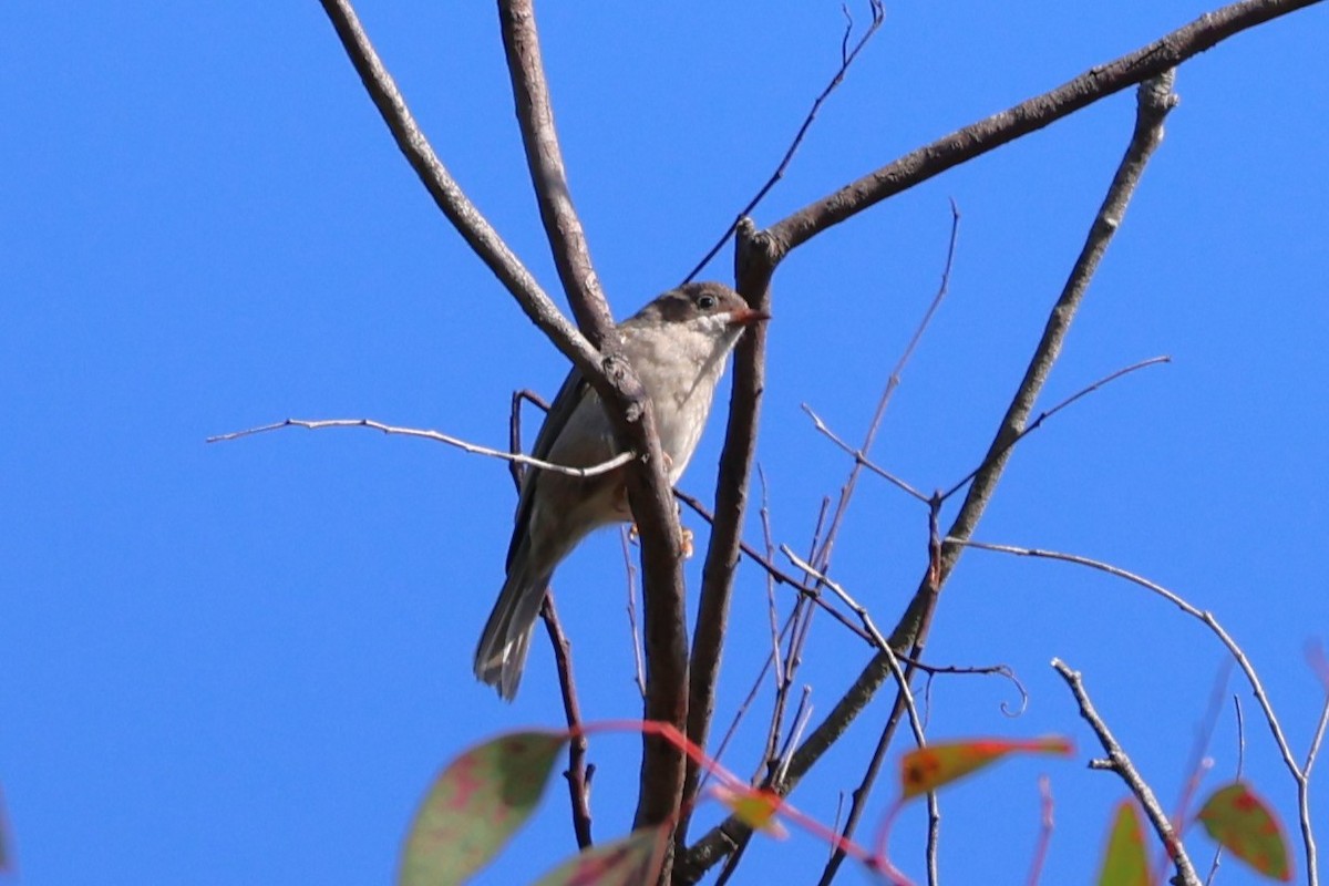 Brown-headed Honeyeater - ML635937965