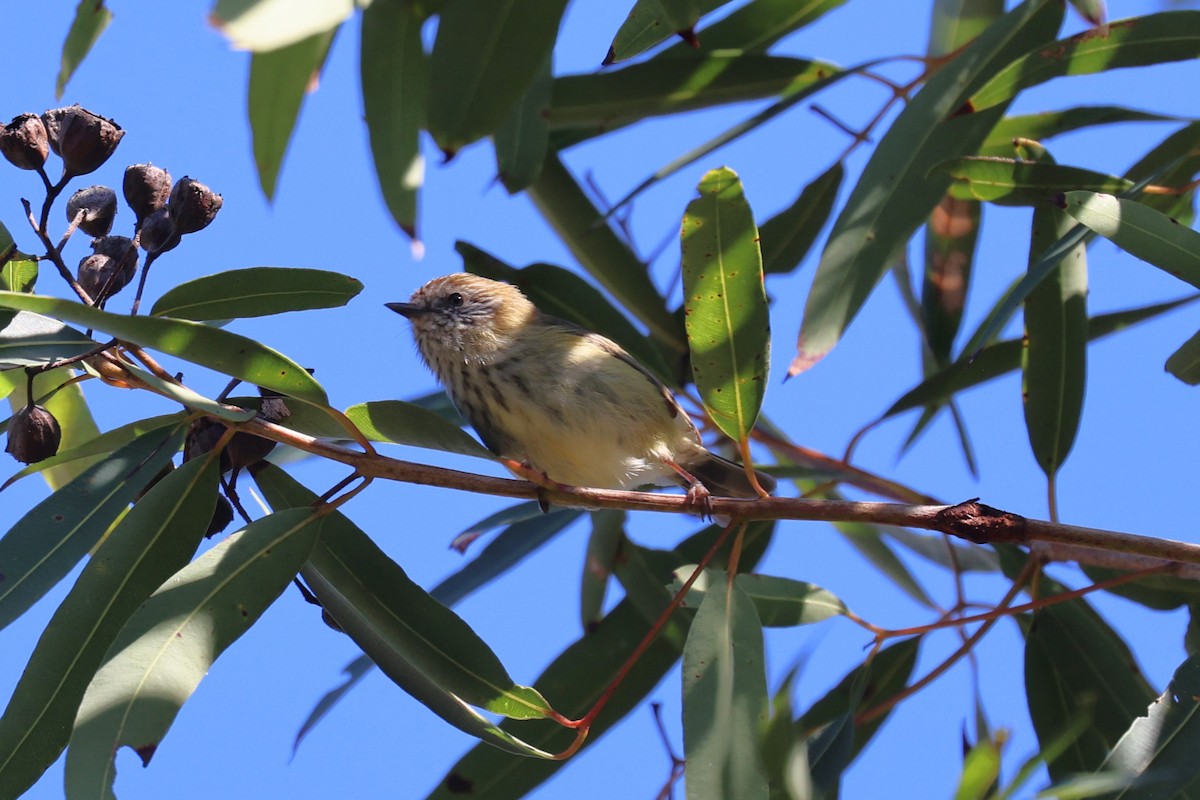 Striated Thornbill - ML635937971