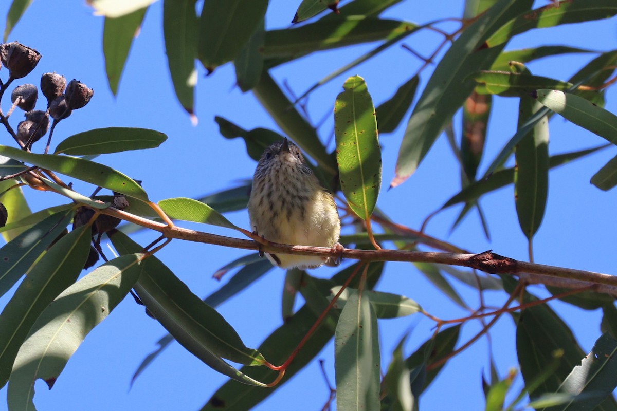 Striated Thornbill - ML635937972