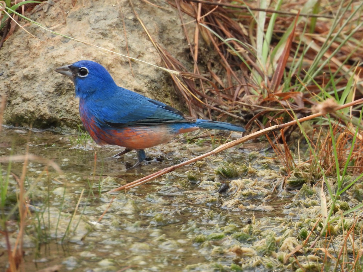 Rose-bellied Bunting - ML635938004