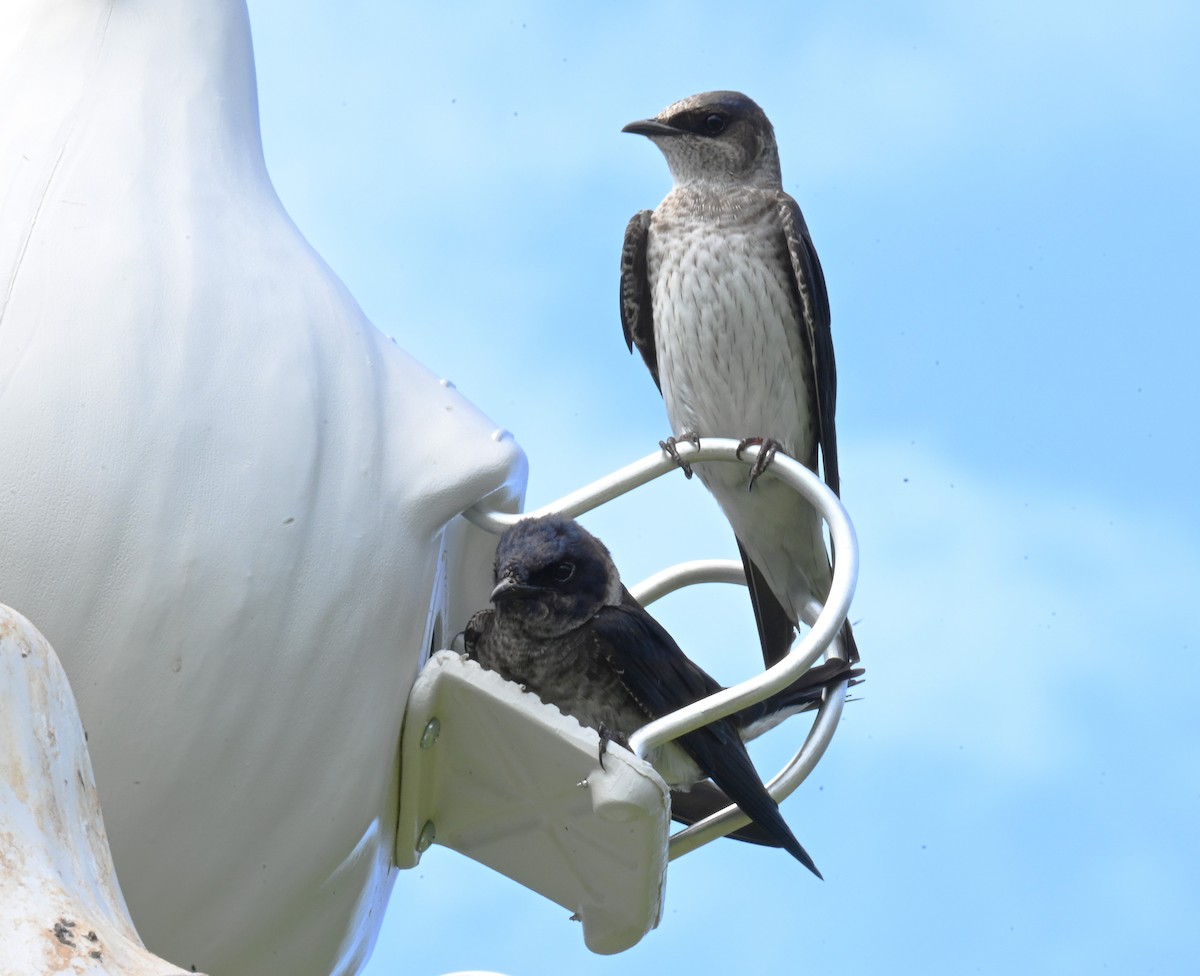 Purple Martin - ML635938244