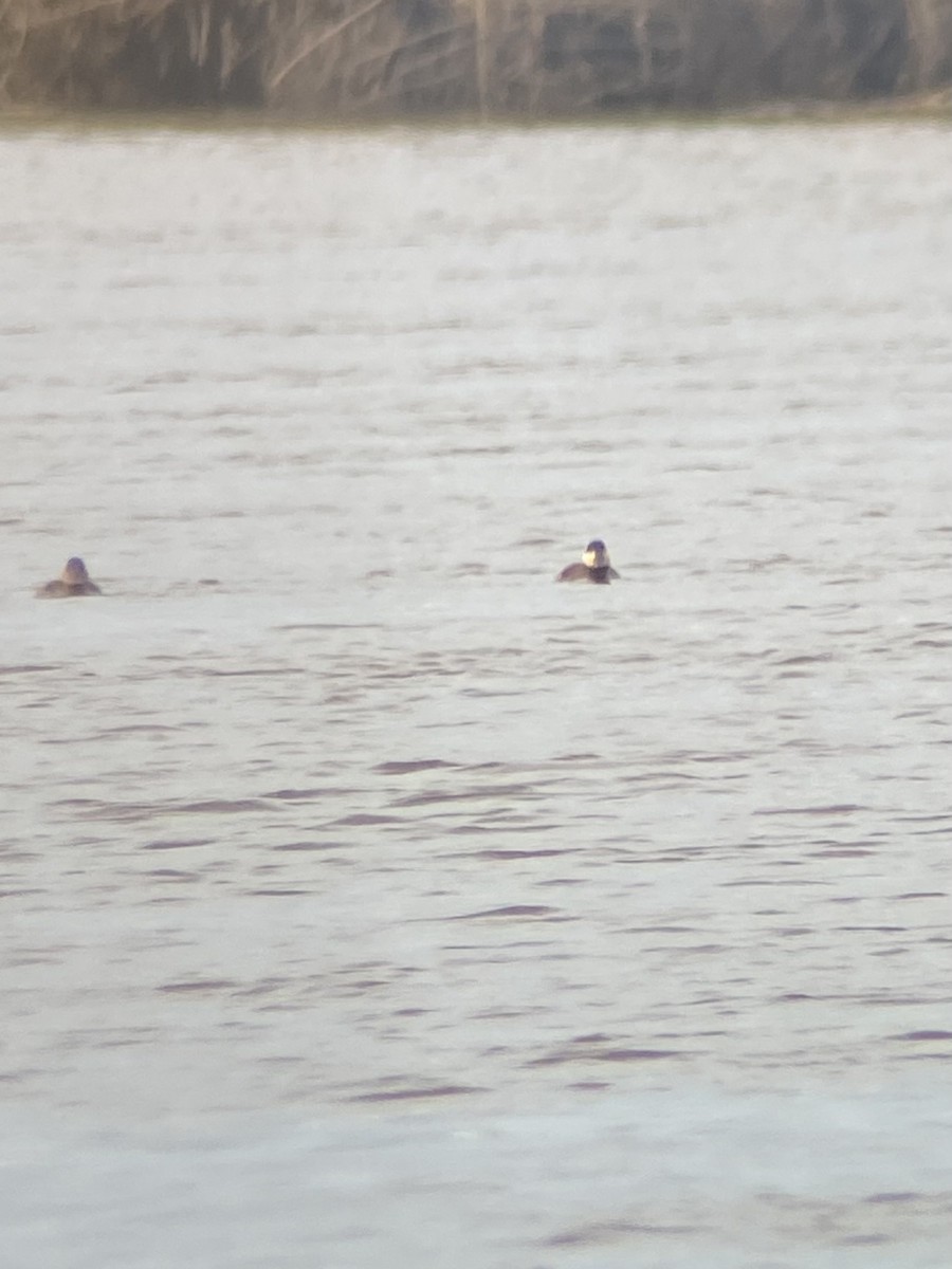 Ruddy Duck - ML635938254