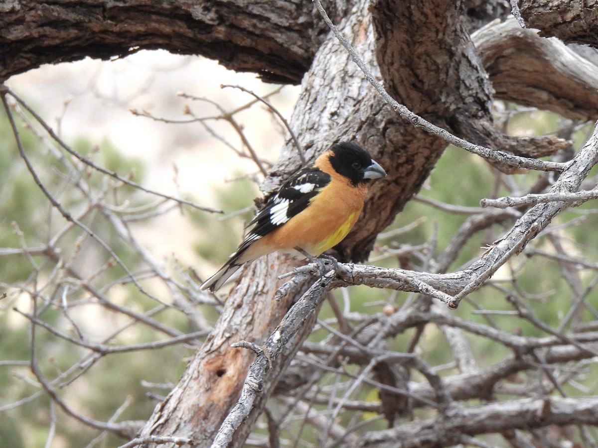 Black-headed Grosbeak - ML635938346