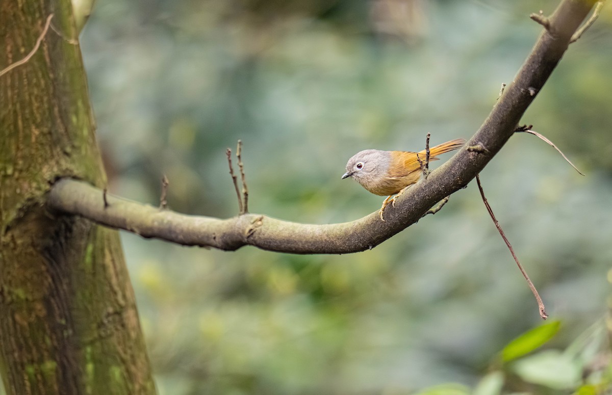David's Fulvetta - ML635938365