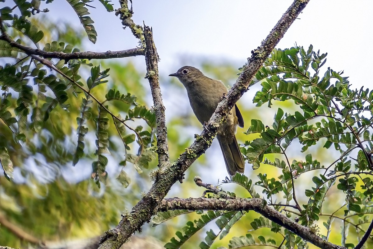 Shelley's Greenbul (Shelley's) - ML635938421