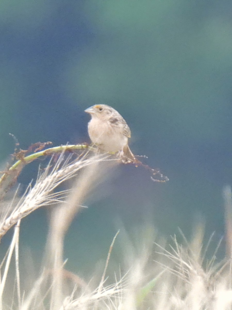 Grasshopper Sparrow - ML635938457