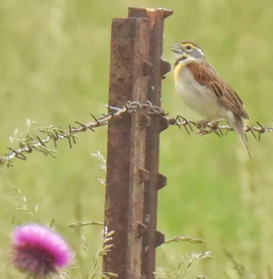 Dickcissel - ML635938475