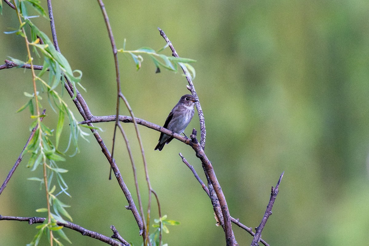 Dark-sided Flycatcher - ML635938476