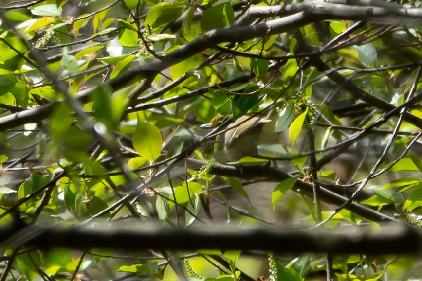 White-eyed Vireo - ML635938509