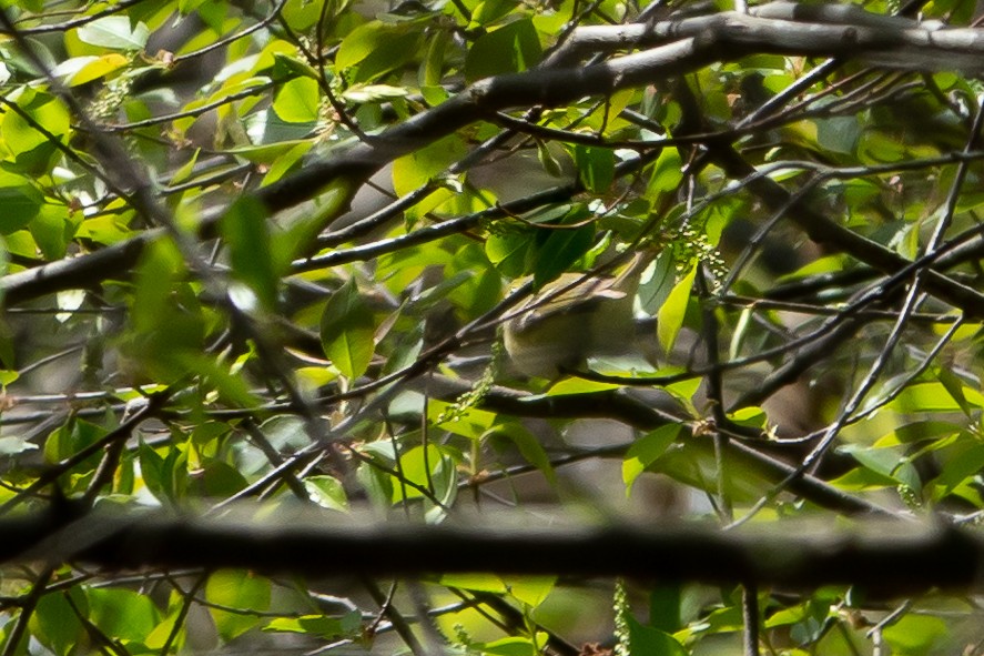 White-eyed Vireo - ML635938510