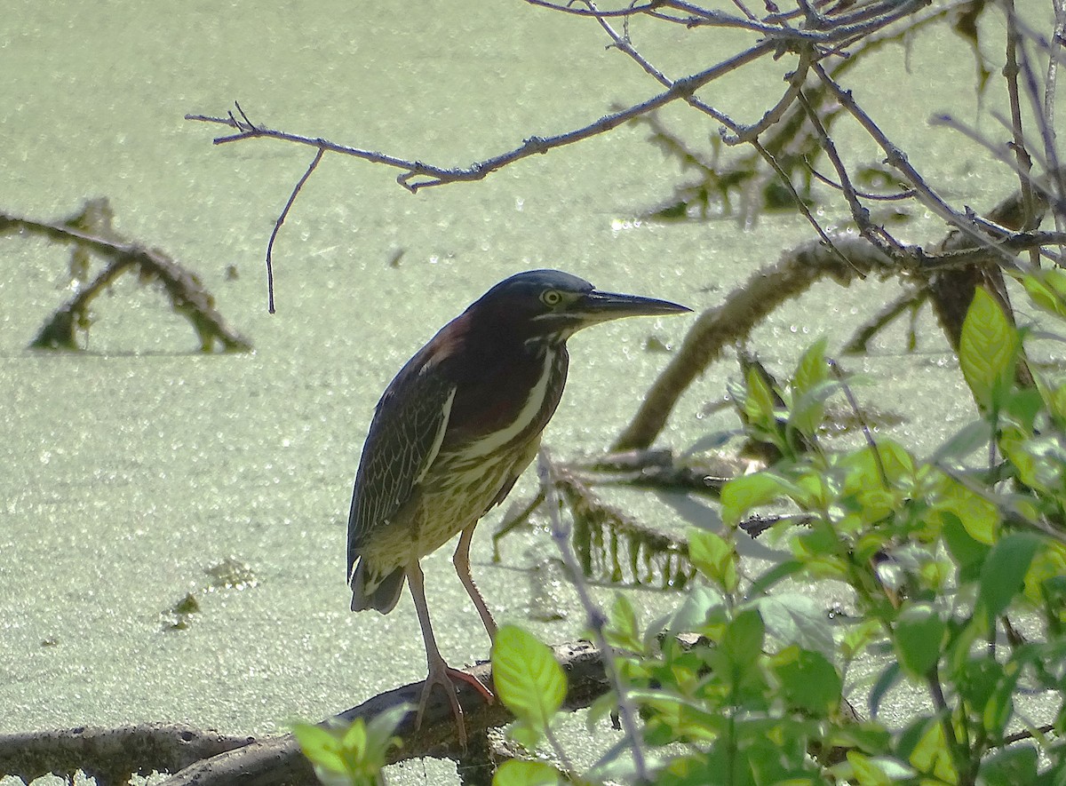 Green Heron - ML635938531