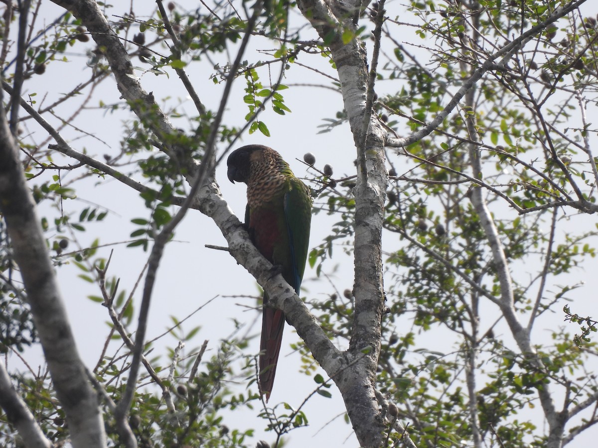 pyrura paráský (ssp. amazonum) - ML635938550