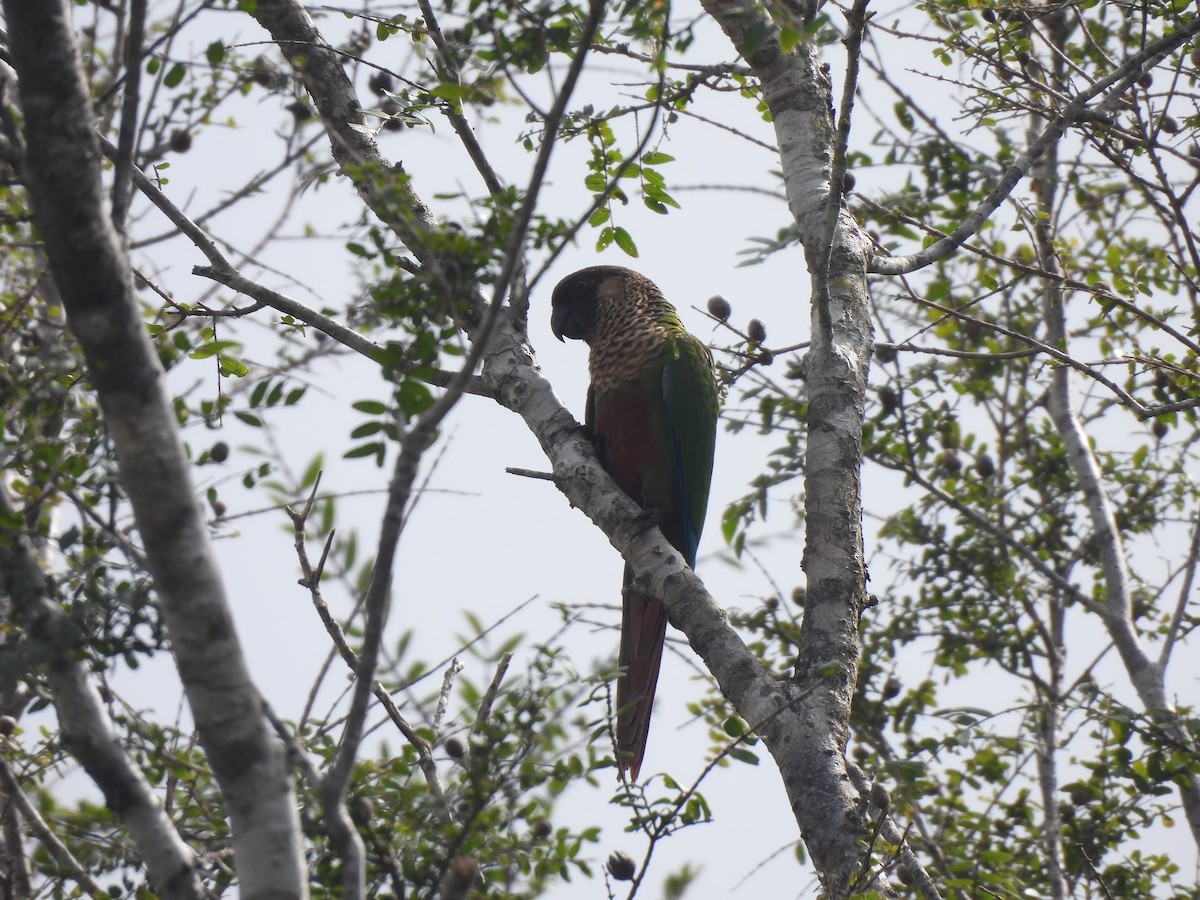 pyrura paráský (ssp. amazonum) - ML635938551