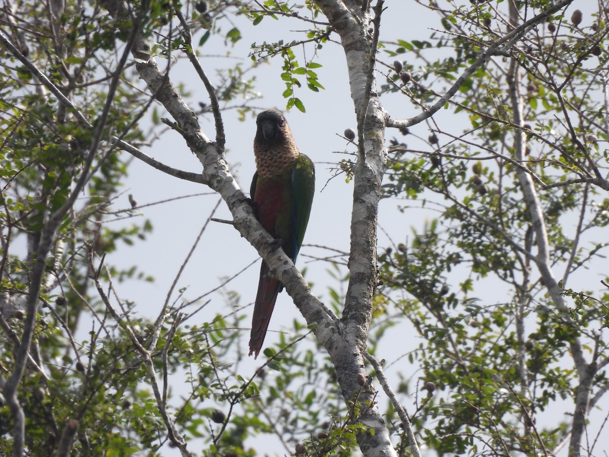 pyrura paráský (ssp. amazonum) - ML635938552