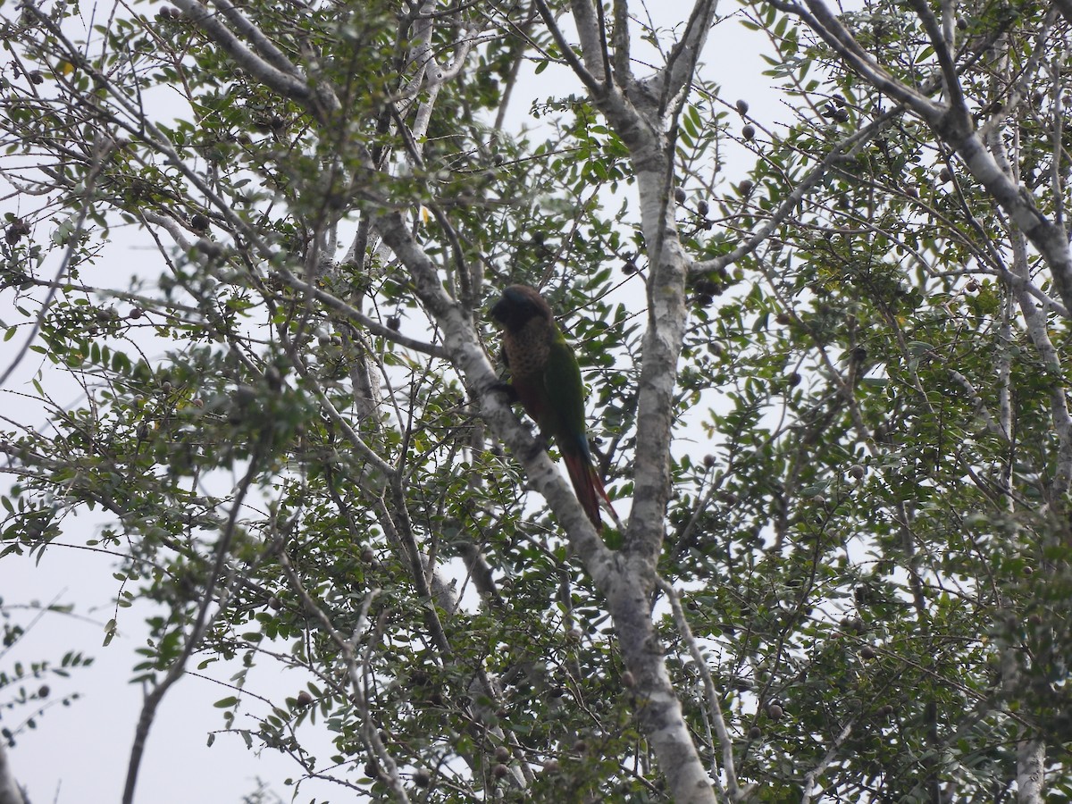 pyrura paráský (ssp. amazonum) - ML635938553