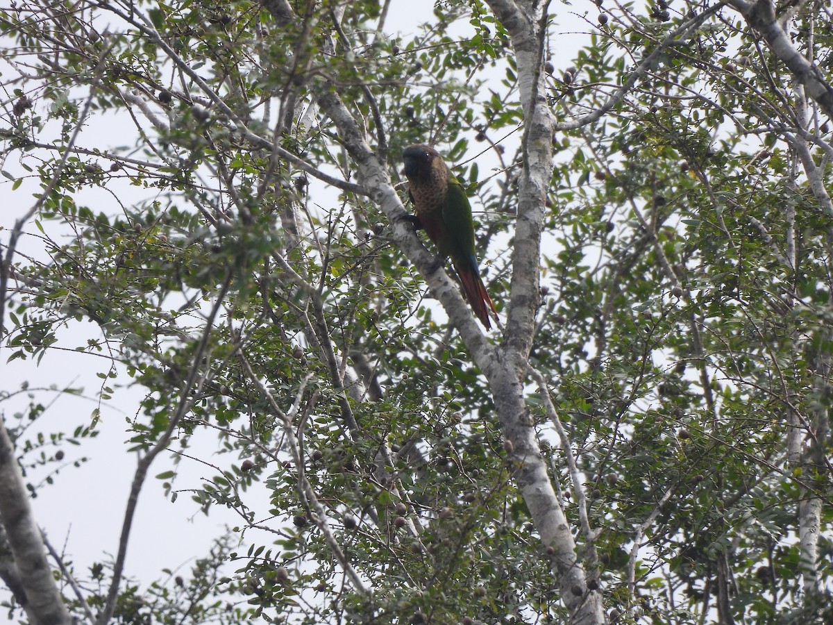 pyrura paráský (ssp. amazonum) - ML635938554