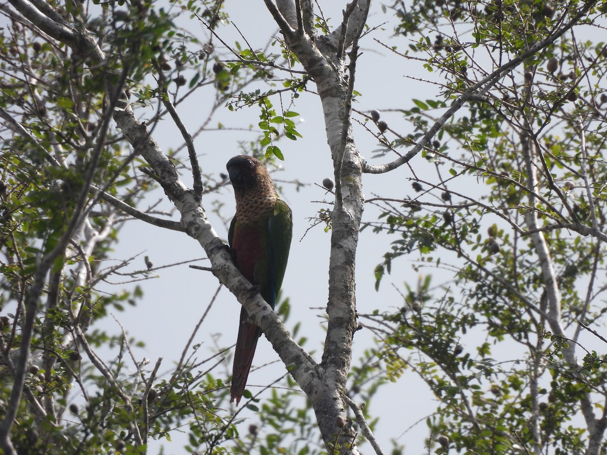 pyrura paráský (ssp. amazonum) - ML635938555