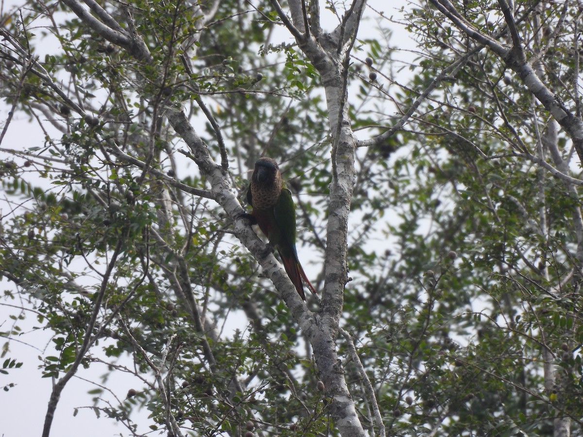 pyrura paráský (ssp. amazonum) - ML635938556