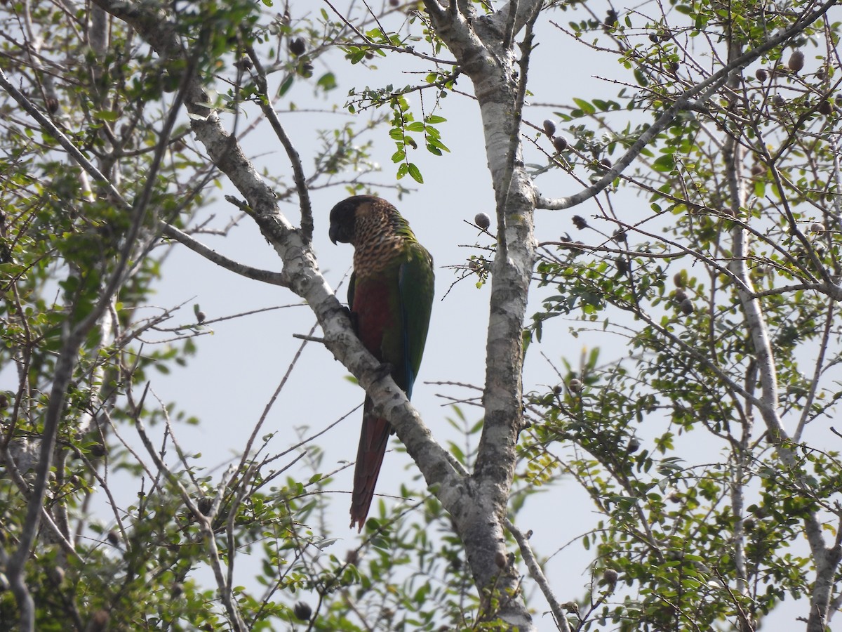 pyrura paráský (ssp. amazonum) - ML635938557