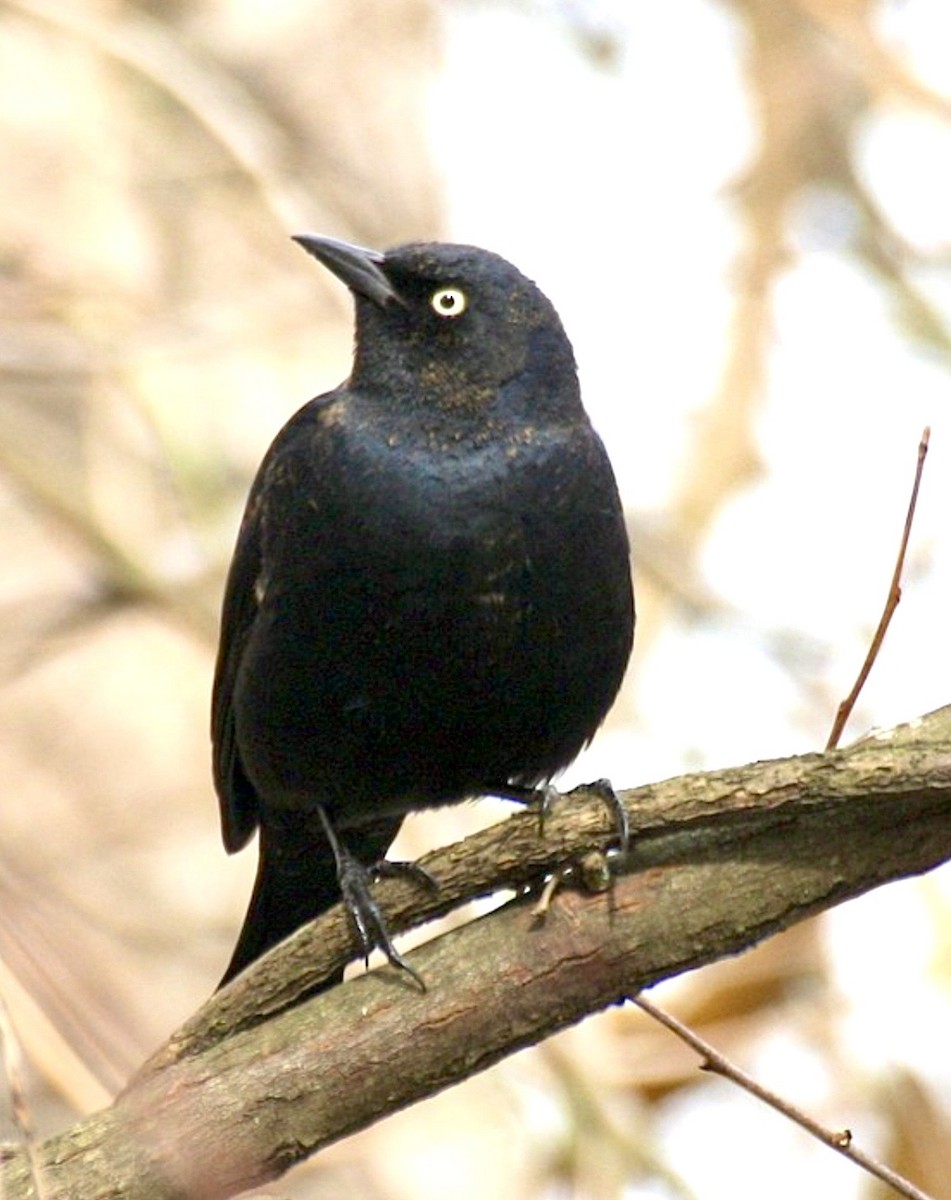 Rusty Blackbird - ML635938761