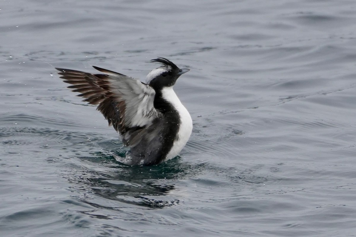Japanese Murrelet - ML635938765