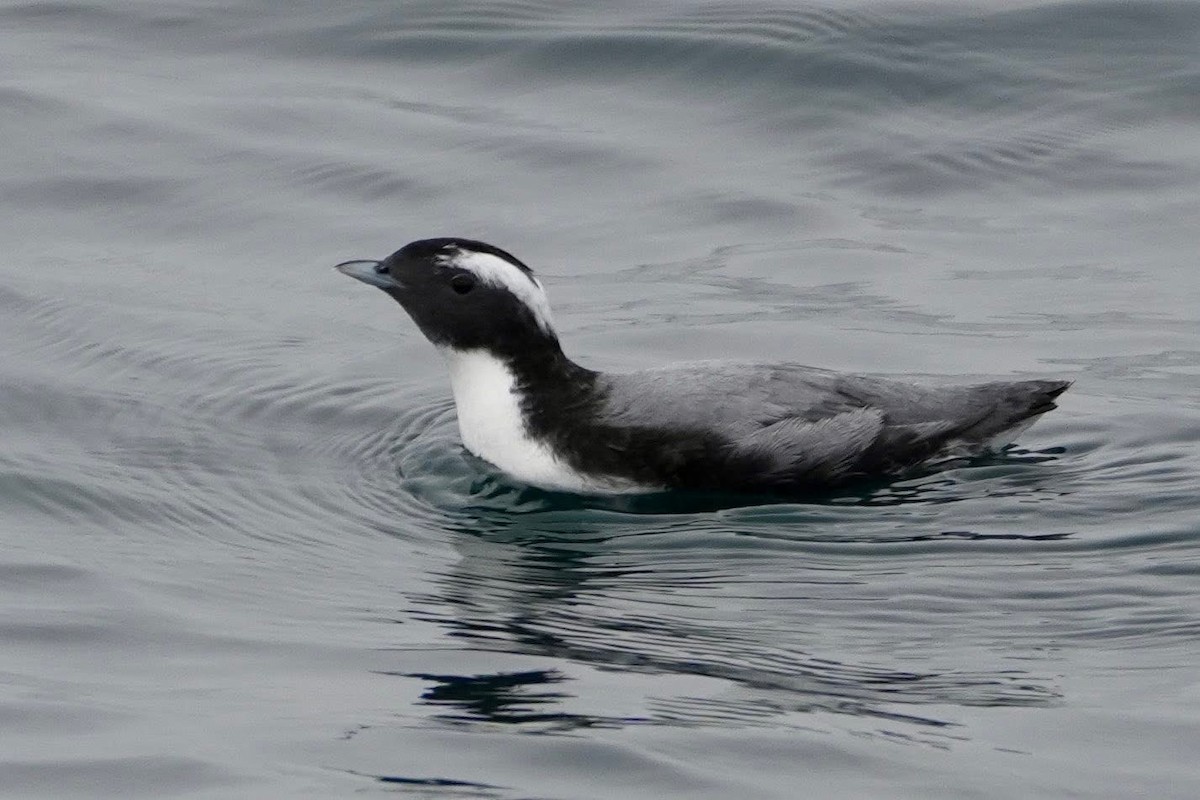 Japanese Murrelet - ML635938766